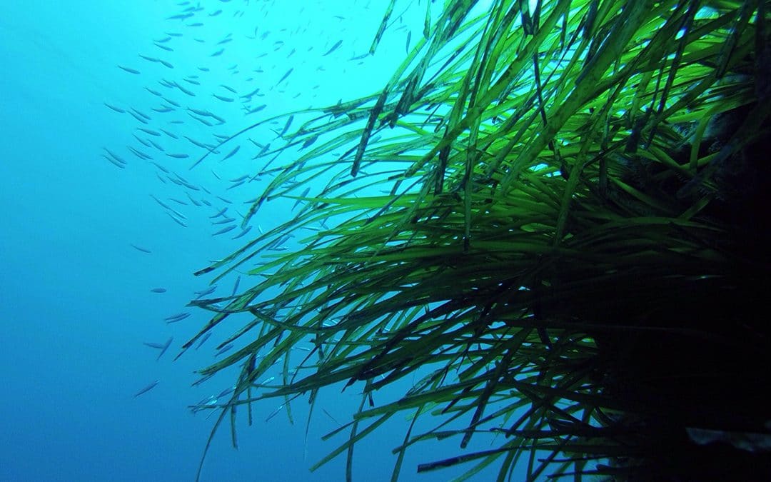 La protección de la Posidonia oceanica, la gran prioridad en los vertidos de salmuera de la desalación